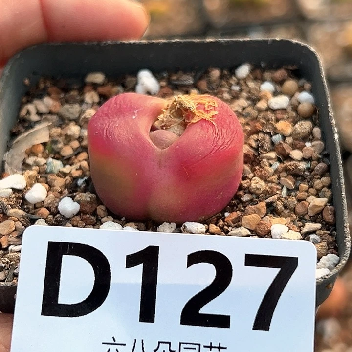 特价毛汗尼3333多肉