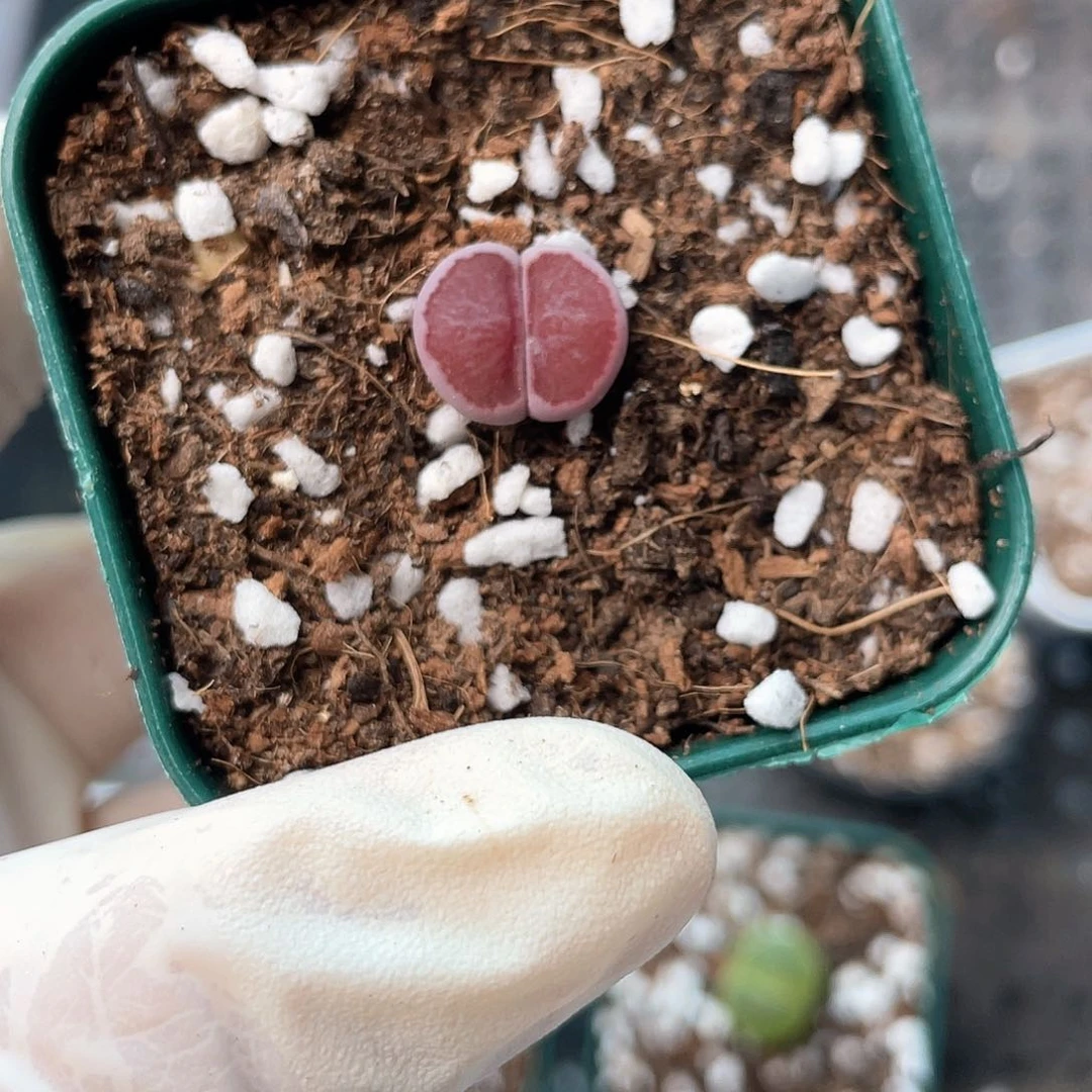 6034大棚清仓甩卖了