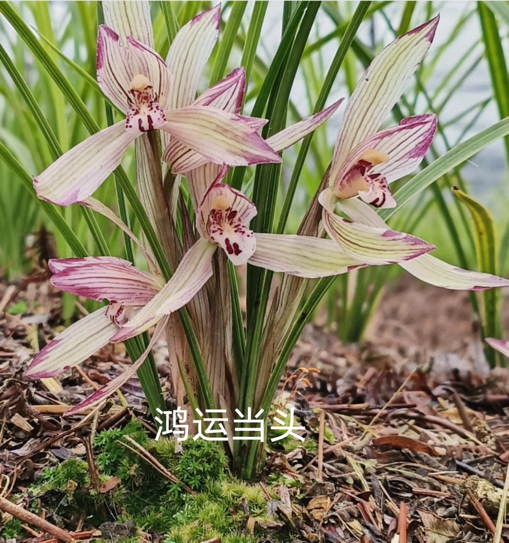 ※直播间※一物一拍春兰/新手友好/清香或浓香型带花苞室内好养