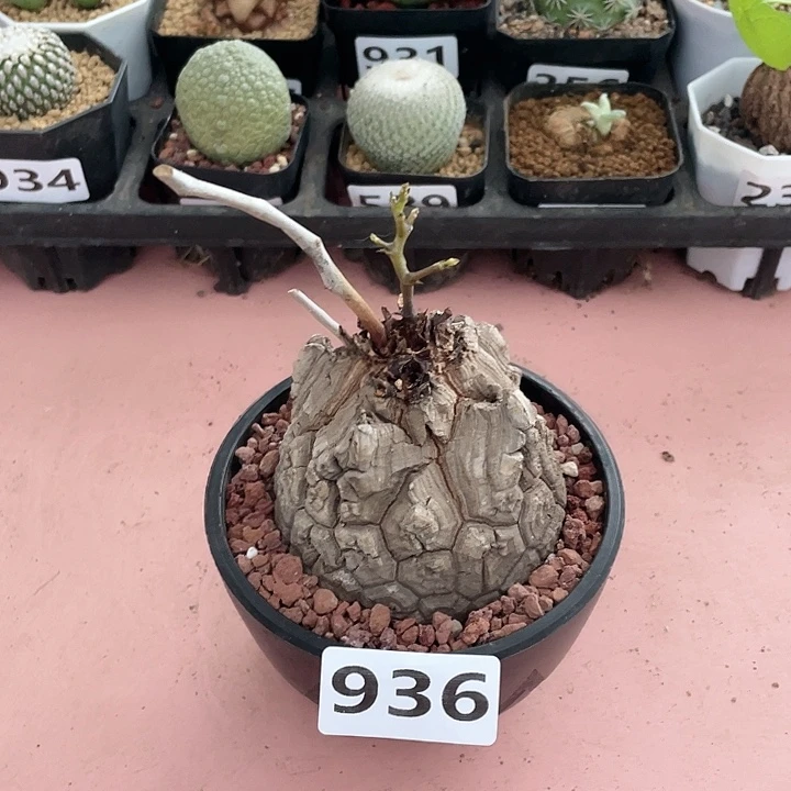936南非龟甲龙块根