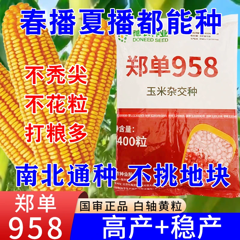 郑单958高产玉米种子大棒矮杆抗倒伏新升级耐密农科院主推耐高温