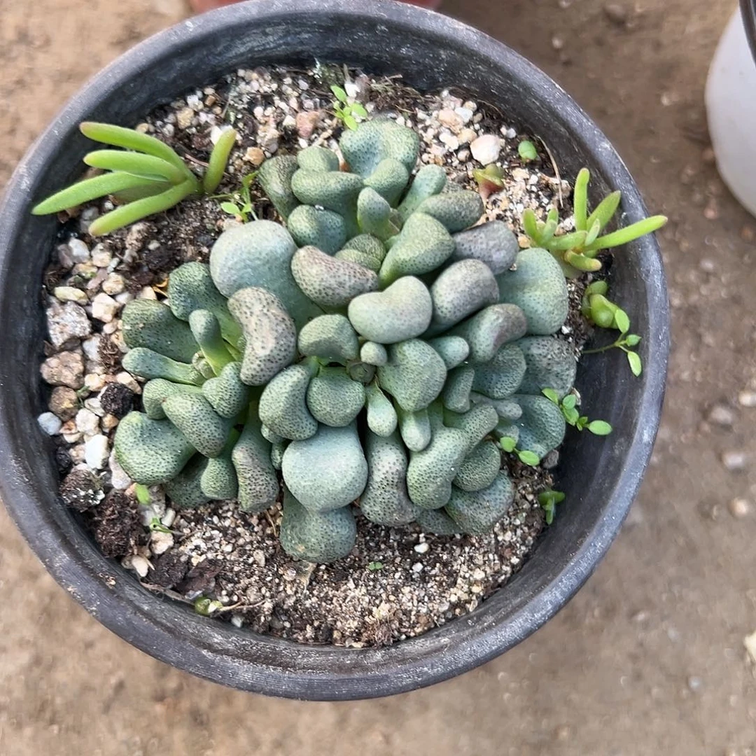 多肉植物唐扇开花