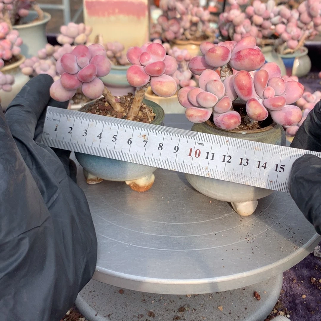 2颗桃蛋带盆偏远地区不包邮的