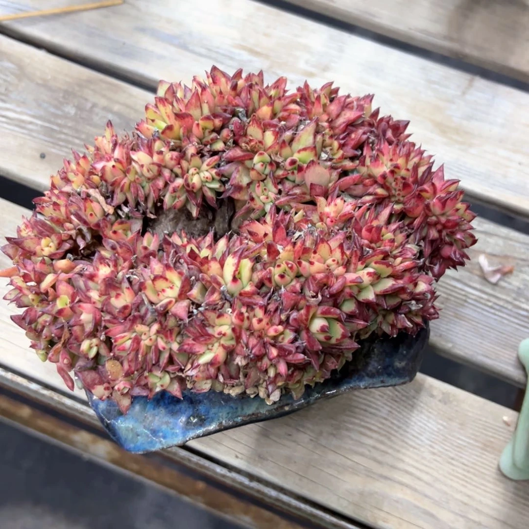 妞*缀化18 零零多肉植物