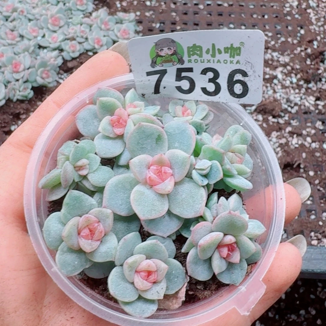 多肉植物多肉植物