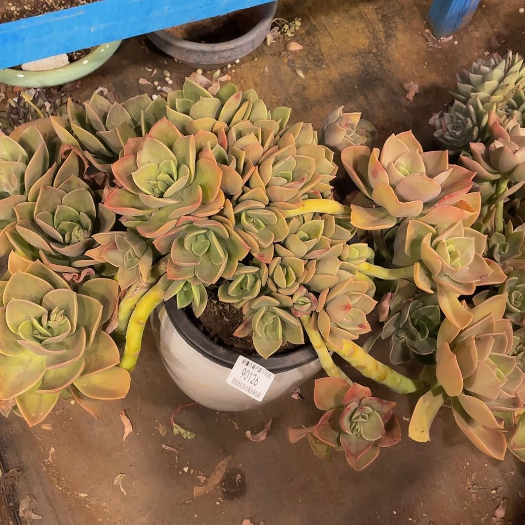 魏*楠贺氏90126多肉