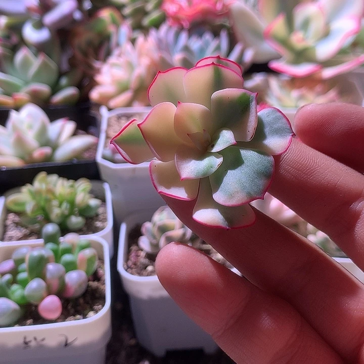 剑斯诺娃侧芽有杆子