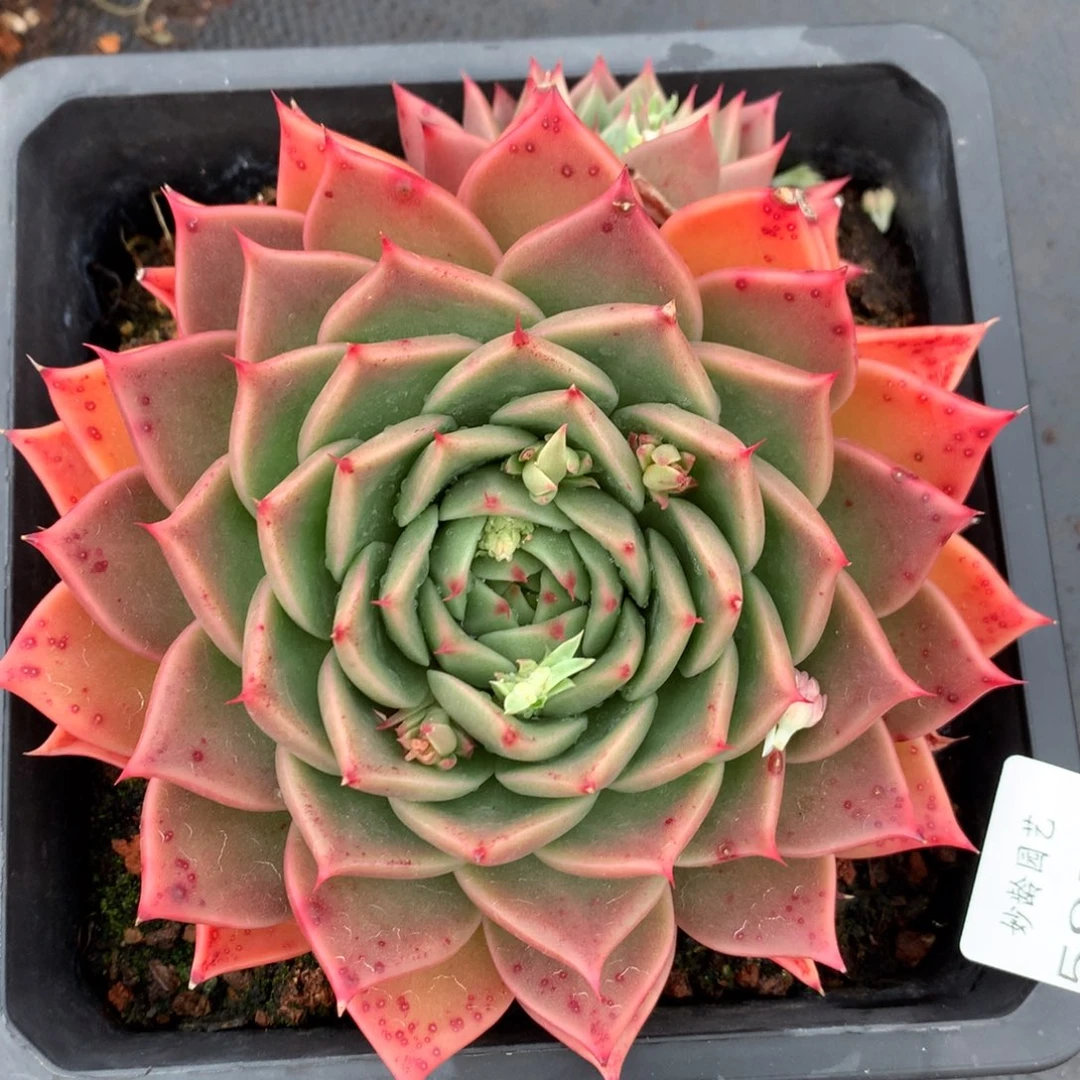 5871杂交精品基地14厘米