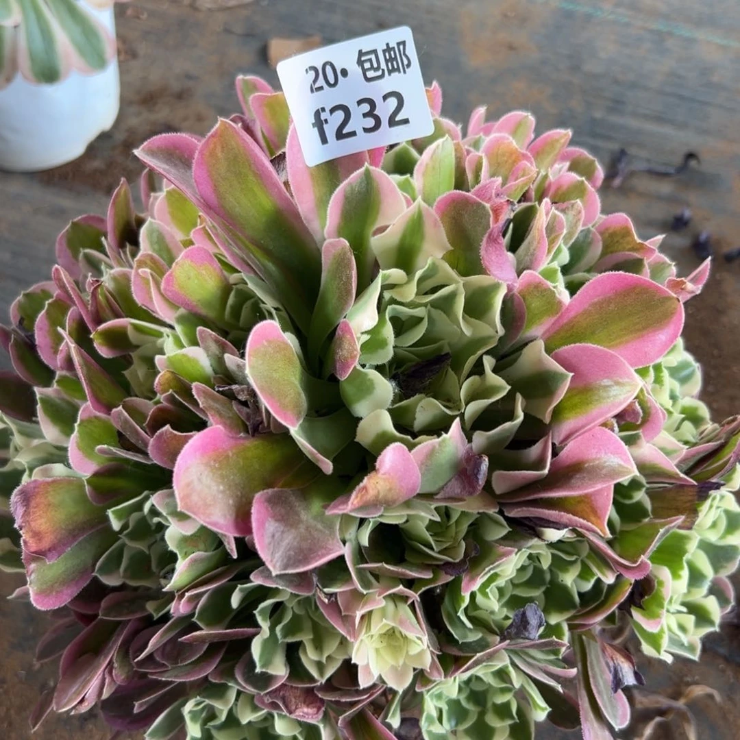 232 雨花石，满20包邮