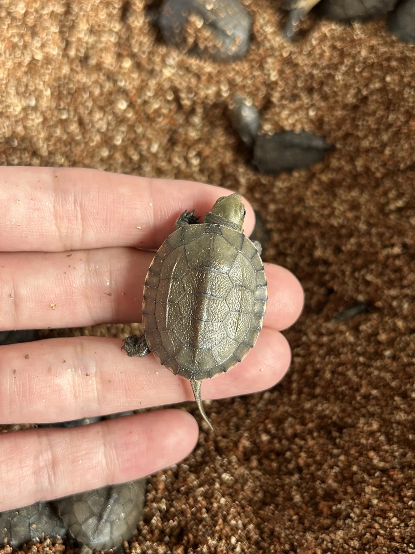 观赏宠物龟小青龟小青干苗头苗