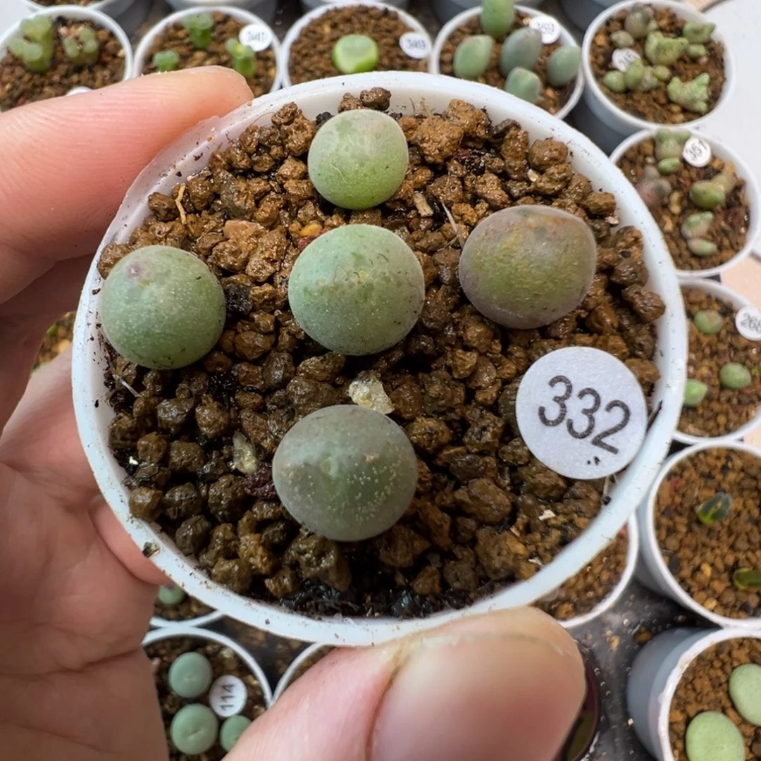 空蝉一颗脱土33200000