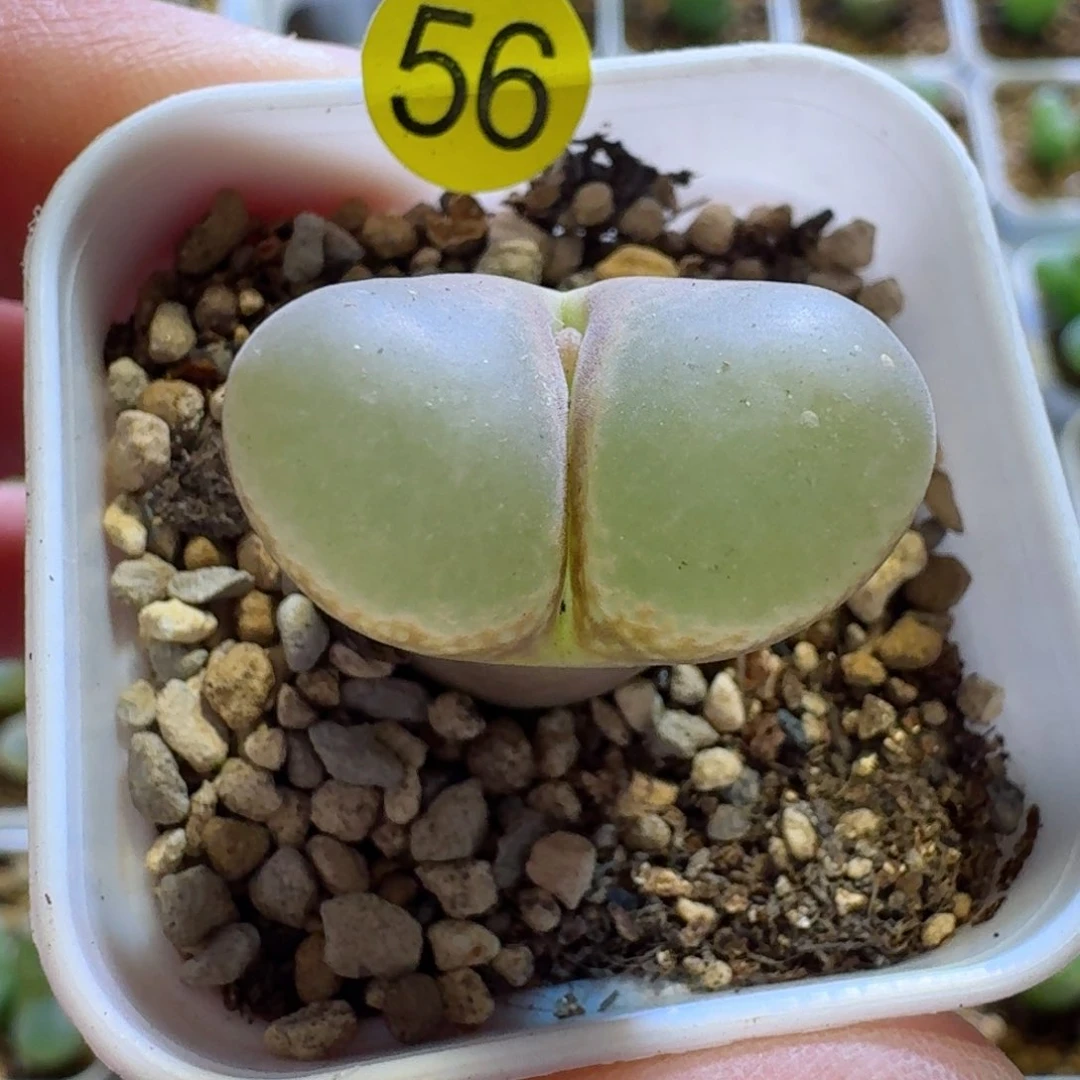 @***心56.....多肉.....