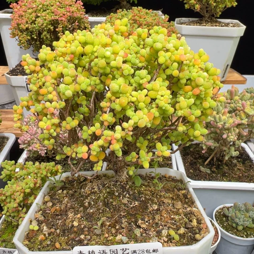 D7953金桔精控老桩