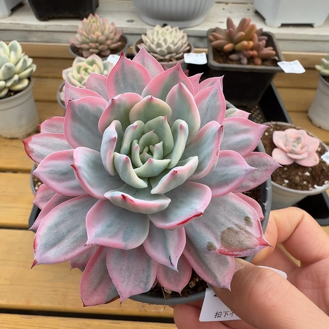 劳伦斯111111211-28