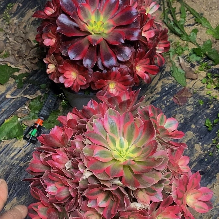 粉女巫美杜莎两棵老桩872