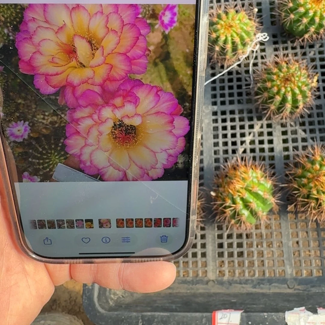 218毛花柱苏乞儿歪无根侧牙4公分左右，20包邮