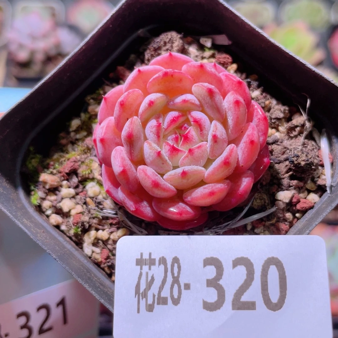 花利美28-320哈尼