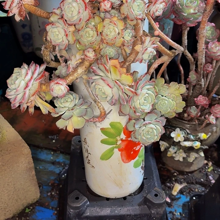樊***姐老桩精品千山雪带盆