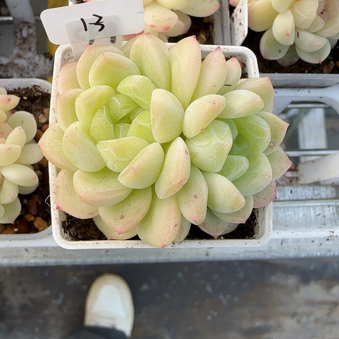 浅***夕13开播福利财富CF9