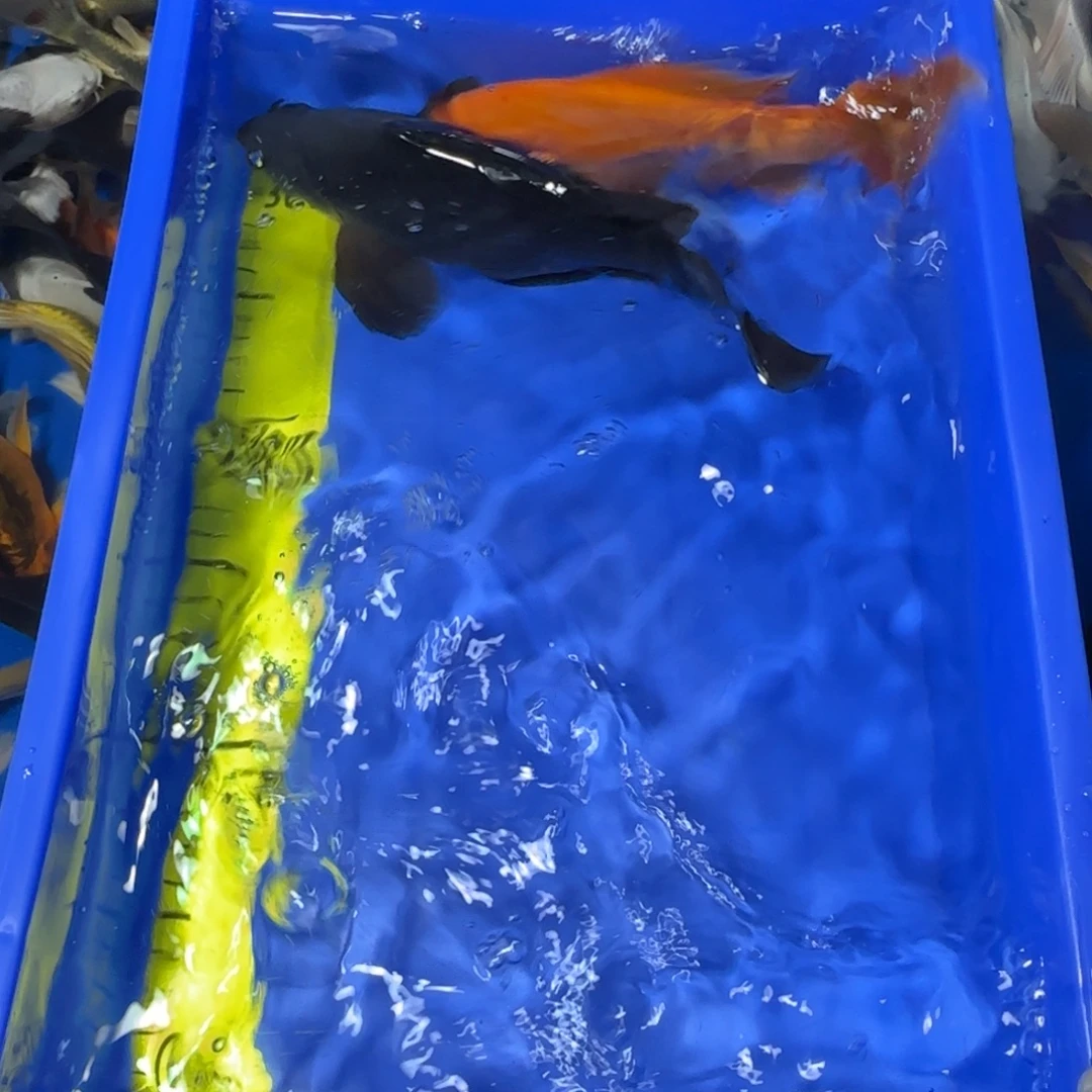 中国大陆蝴蝶鲤两条一黑一红