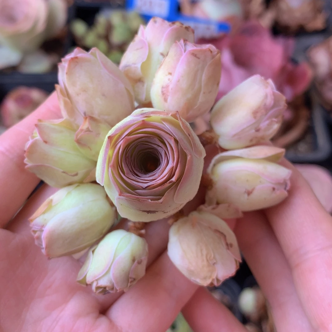 一物一拍星辰清秋001