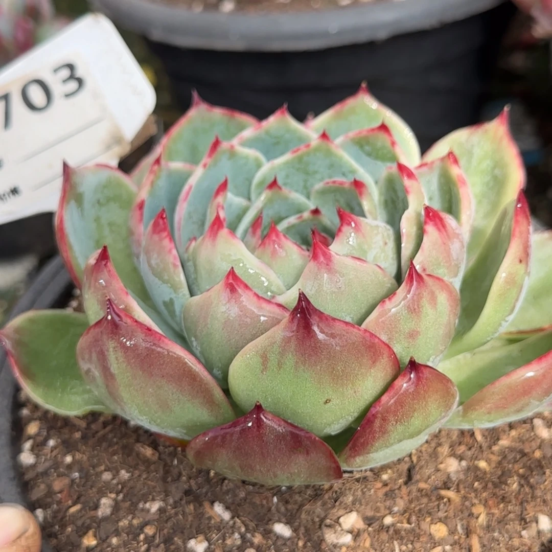 惊鸿一物一拍包装收缩花旱703