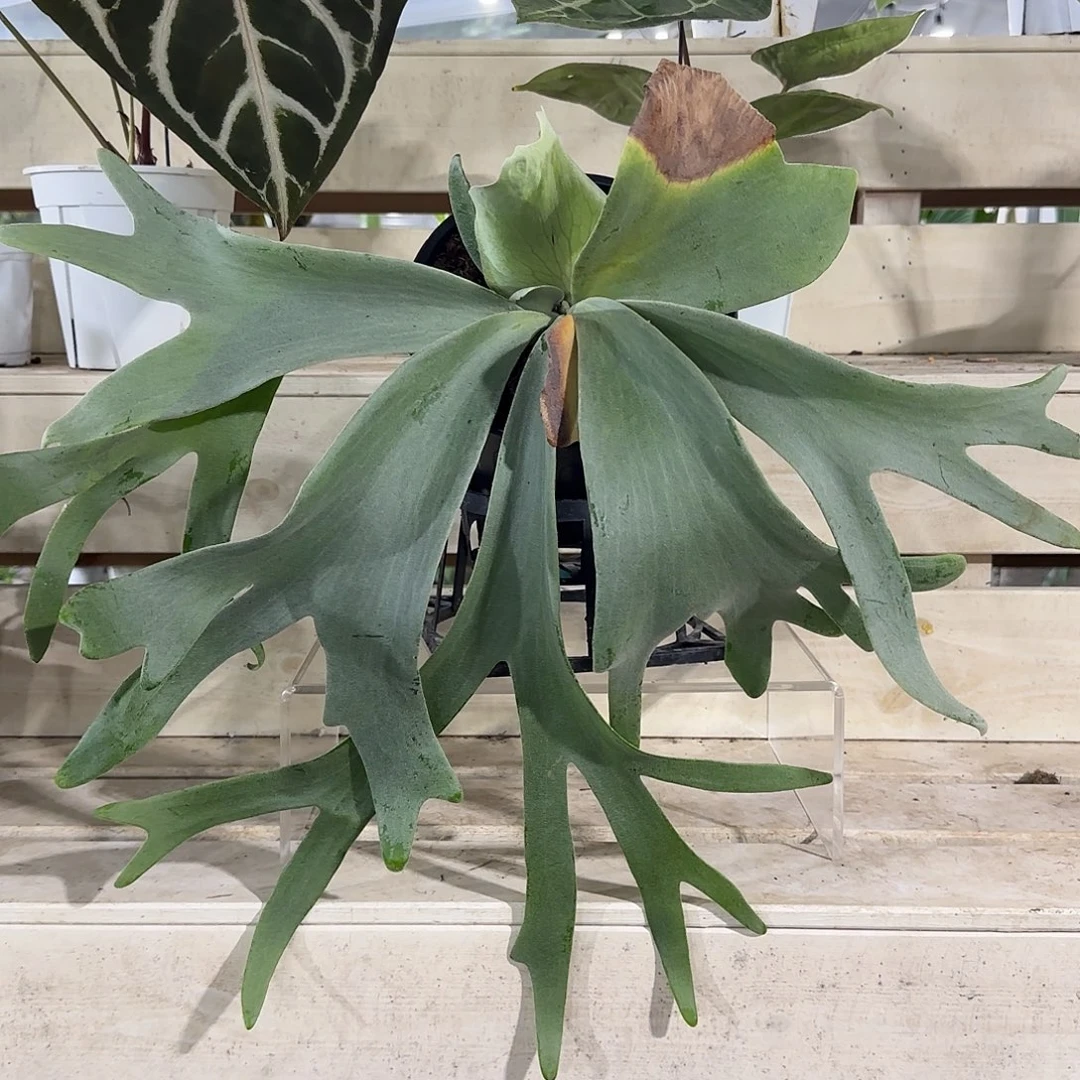 无花朵巴厘岛爪哇