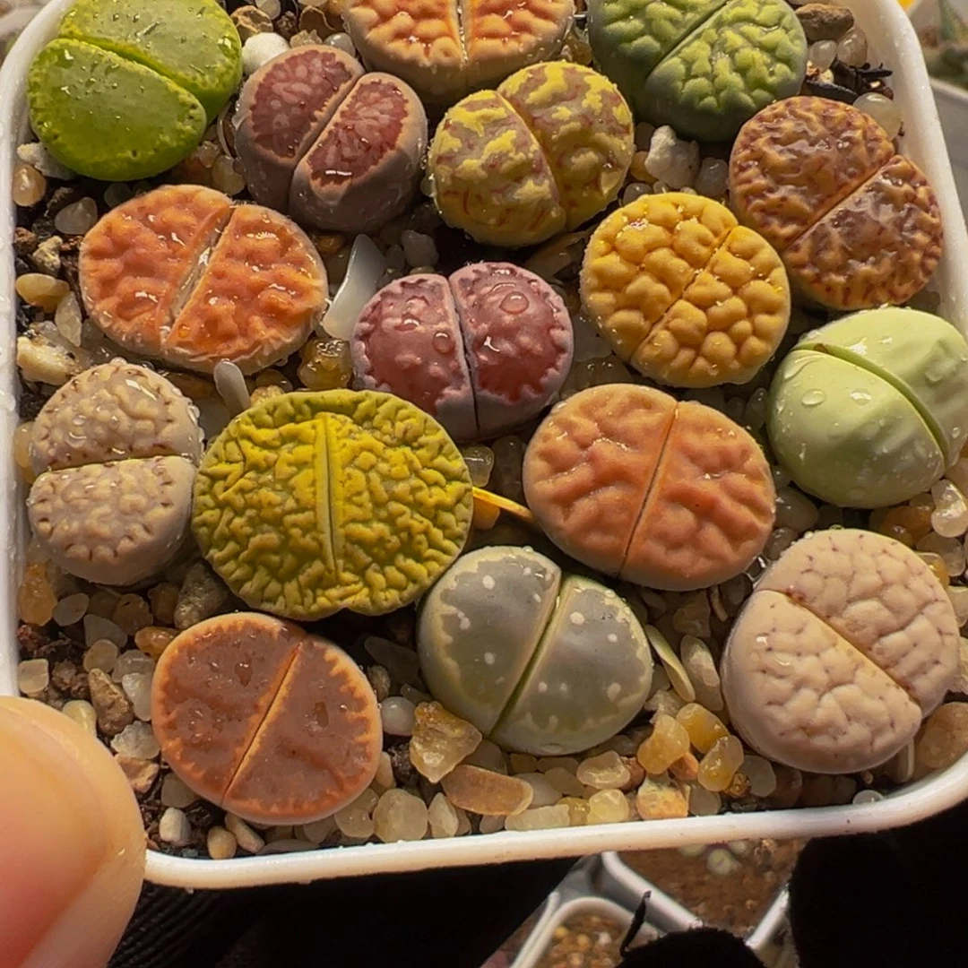 011多肉植物种类和