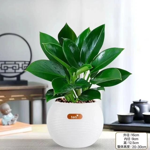 【净化空气】金钻绿公主盆栽室内净化空气吸甲醛四季常青水培绿植