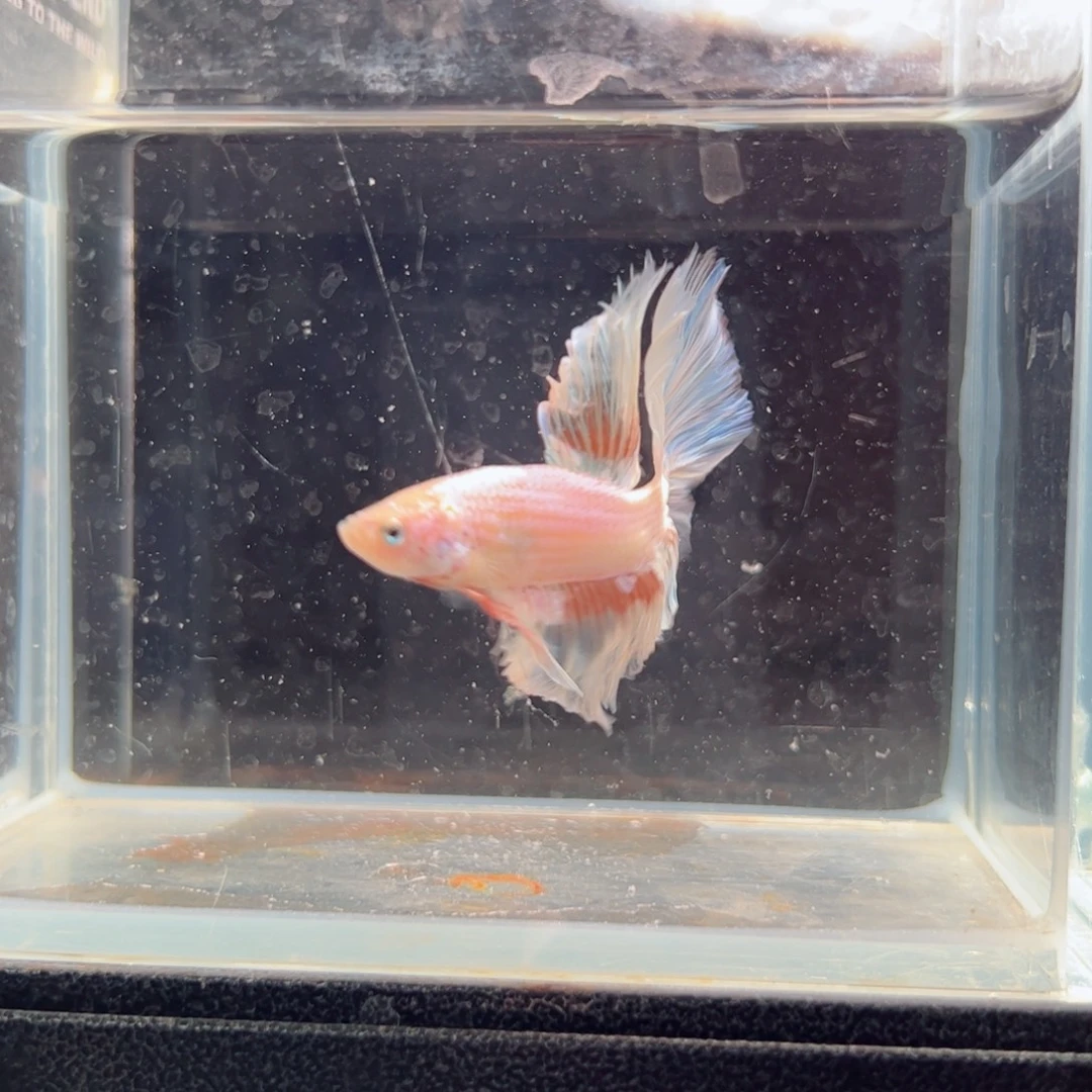 斗鱼浅色仙仙裙特殊尾