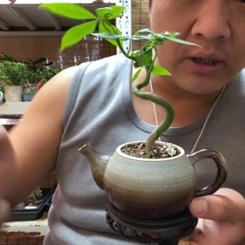 红陶一物一拍所见即所得64