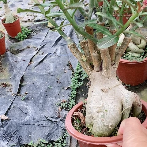 【闪购商品】无花朵雯*