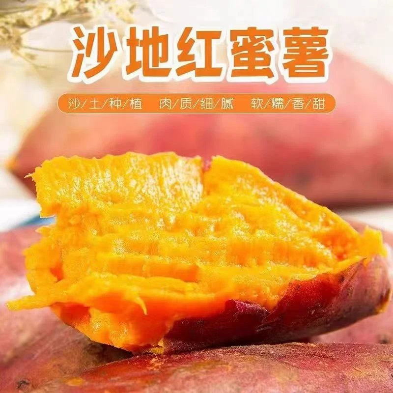 山东农家种植板栗味红番薯粉面香甜龙九番薯新鲜沙地种植蜜薯红薯