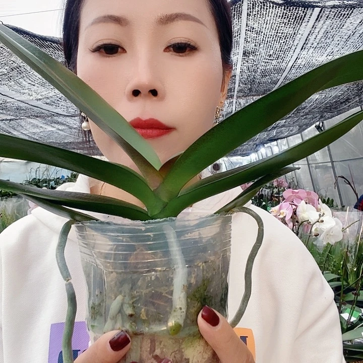 无花朵彩虹独角兽蝴蝶兰