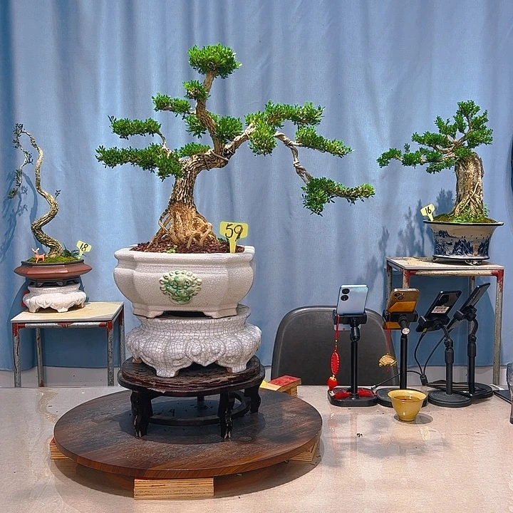 无花朵广东皱皮雀舌黄杨