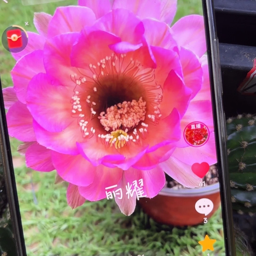 丽耀彩5-6公分侧牙20包邮21
