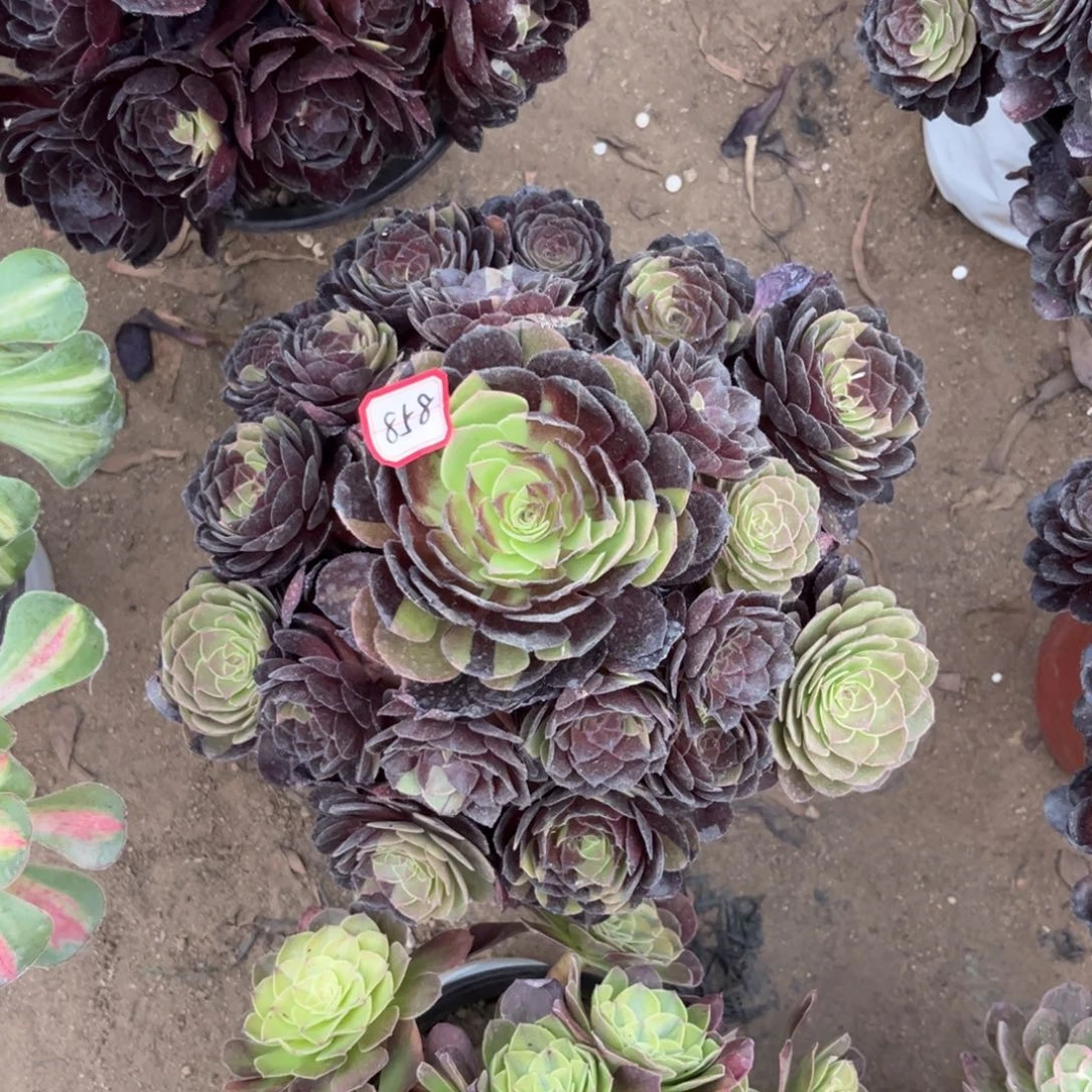 858多肉植物花花公子黑美人
