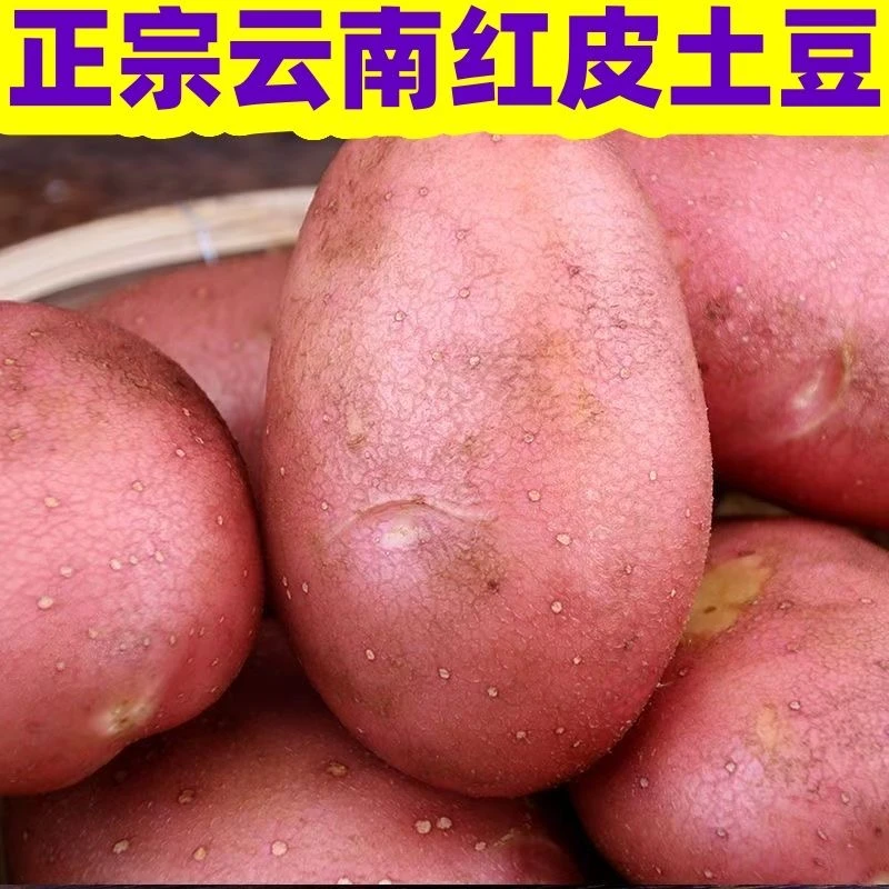 （新疆包邮）正宗云南红皮土豆2.5KG