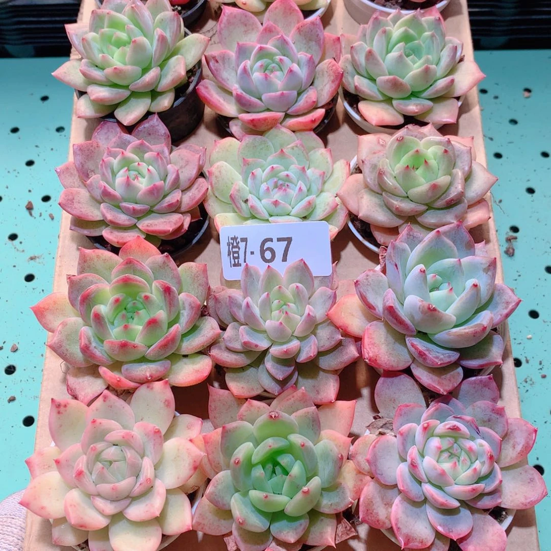 7-67一物一拍多肉带盆18颗
