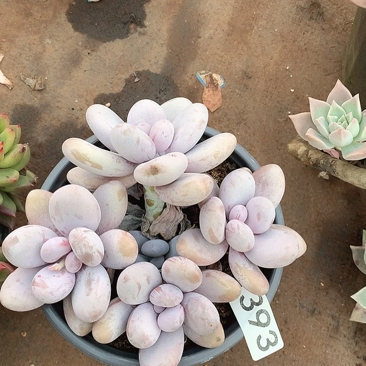 393奶酪一物一拍多肉