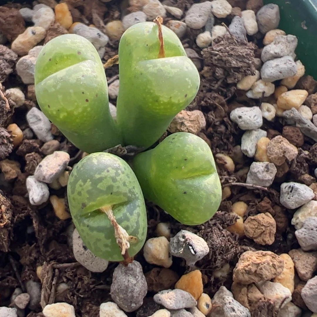 237 好看的多肉冲冲冲冲冲