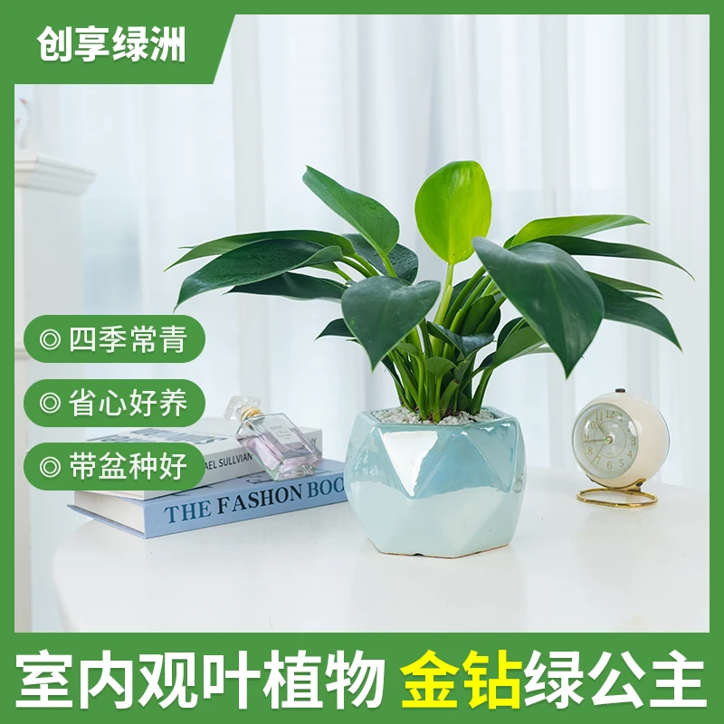 金钻绿公主浪漫极光盆四季常青室内绿植盆栽易活好养精致美观趣味