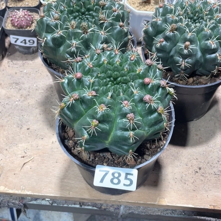 8**5785精选超大绯花玉