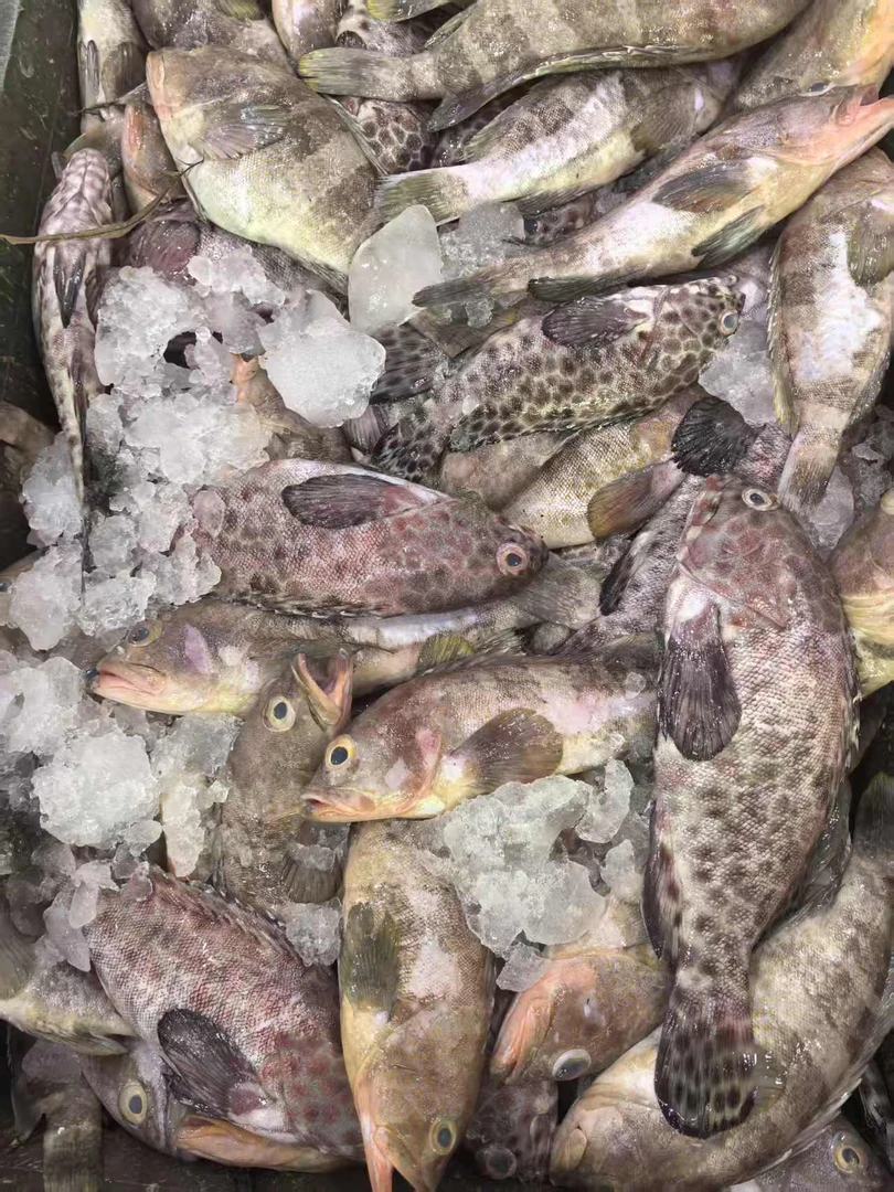 杂斑/杂石斑鱼 直播间现称  顺丰到家