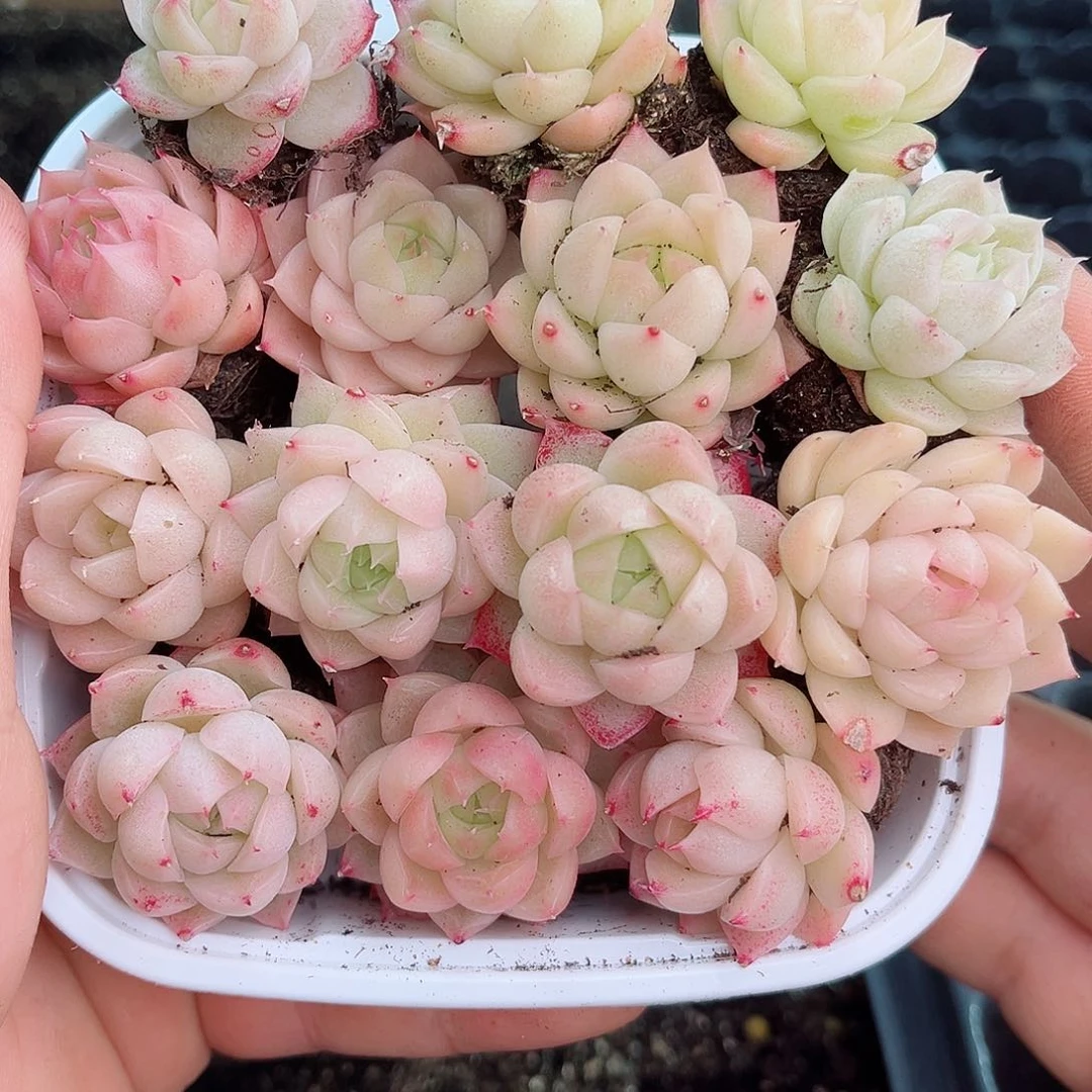 1-381 新疆西藏内蒙不发12.8包邮2-3公分多肉