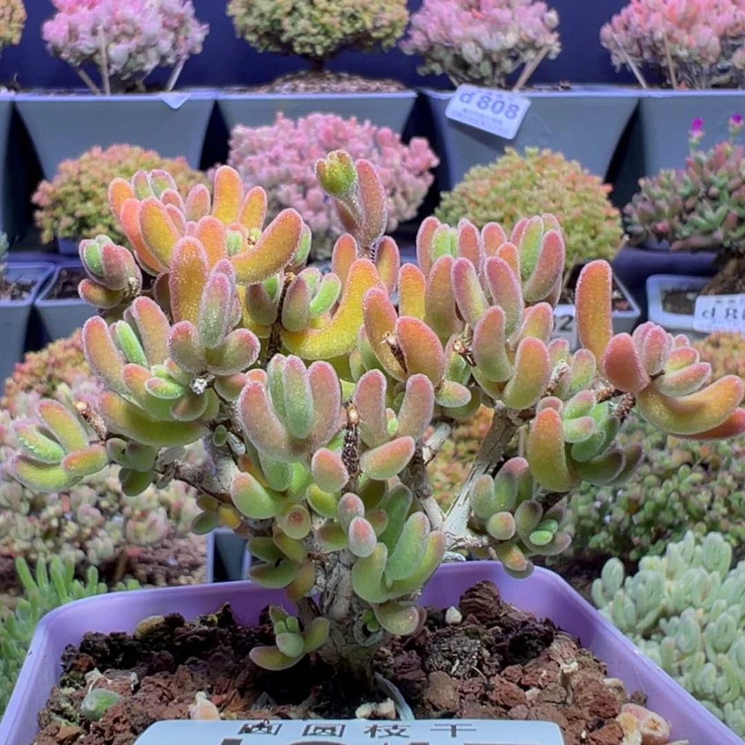 【闪购商品】d817老桩荔枝糯米糍枝干番杏