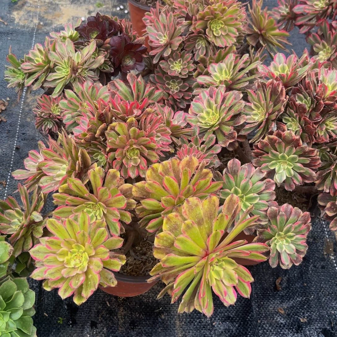 粉黛丛林老桩多肉捧花