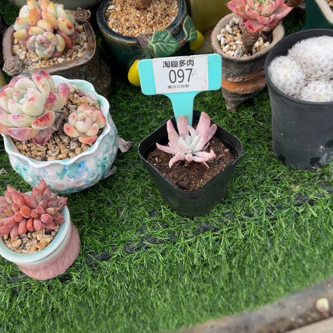 喵*咕多肉植物11111111