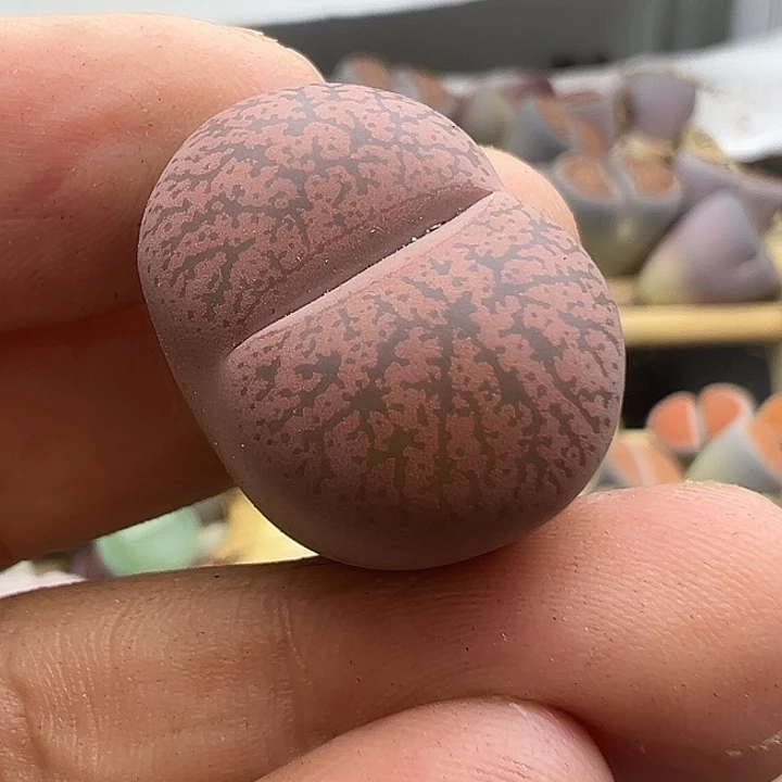 5673岛田酒红下播福利清