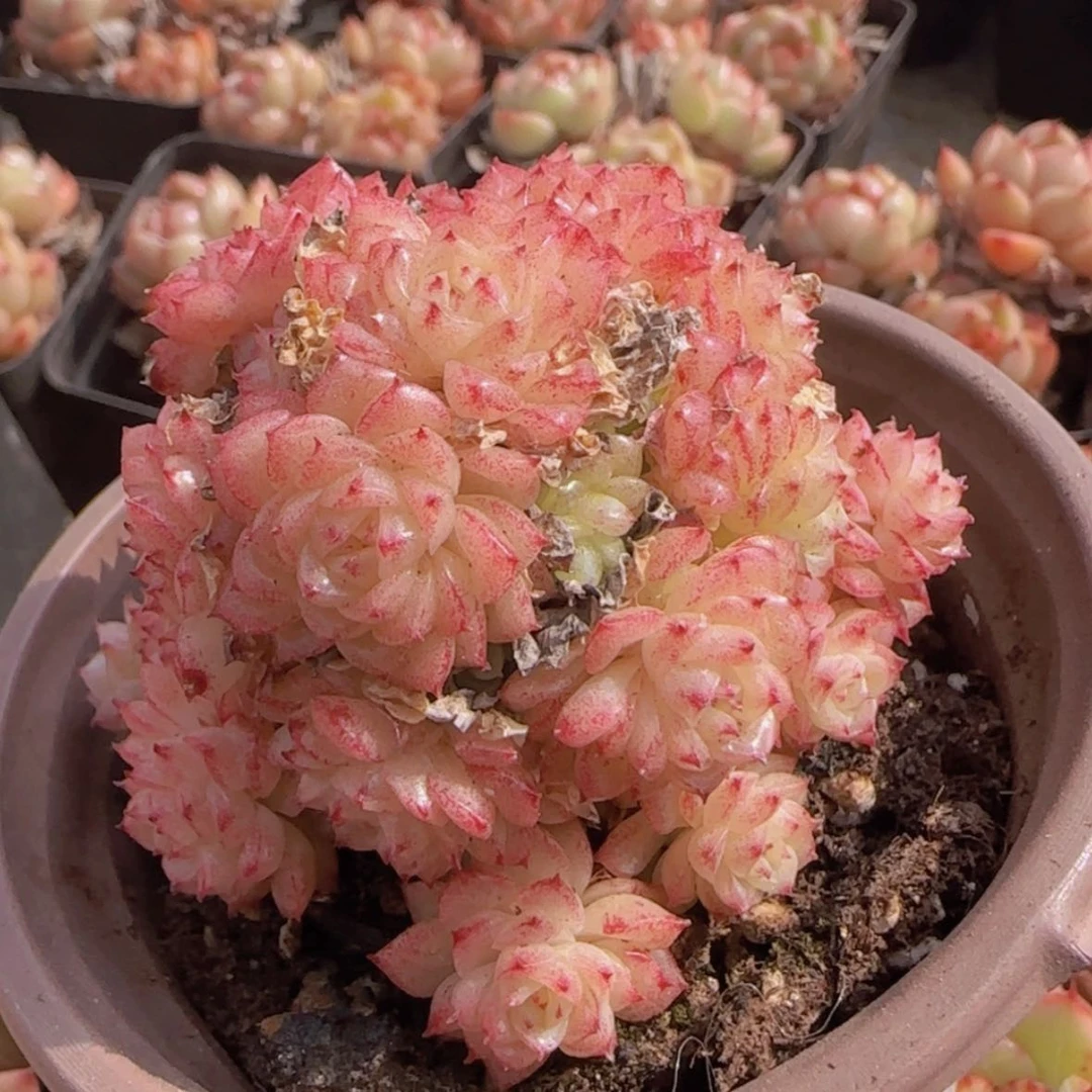 【闪购商品】香特麦秆